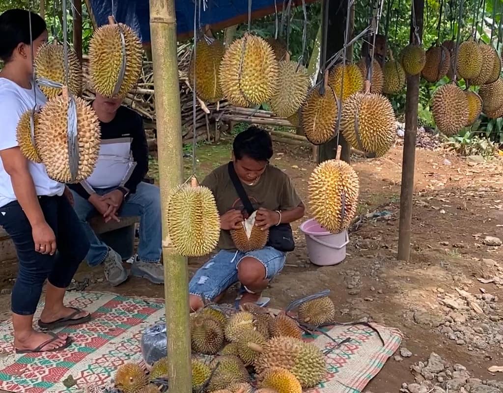 Menikmati Suasana Khas Warung Durian Lokal Baturraden, Namanya Durian Petruk, Rasanya Maknyus Menikmati Suasana Khas Warung Durian Lokal Baturraden, Namanya Durian Petruk, Rasanya Maknyus