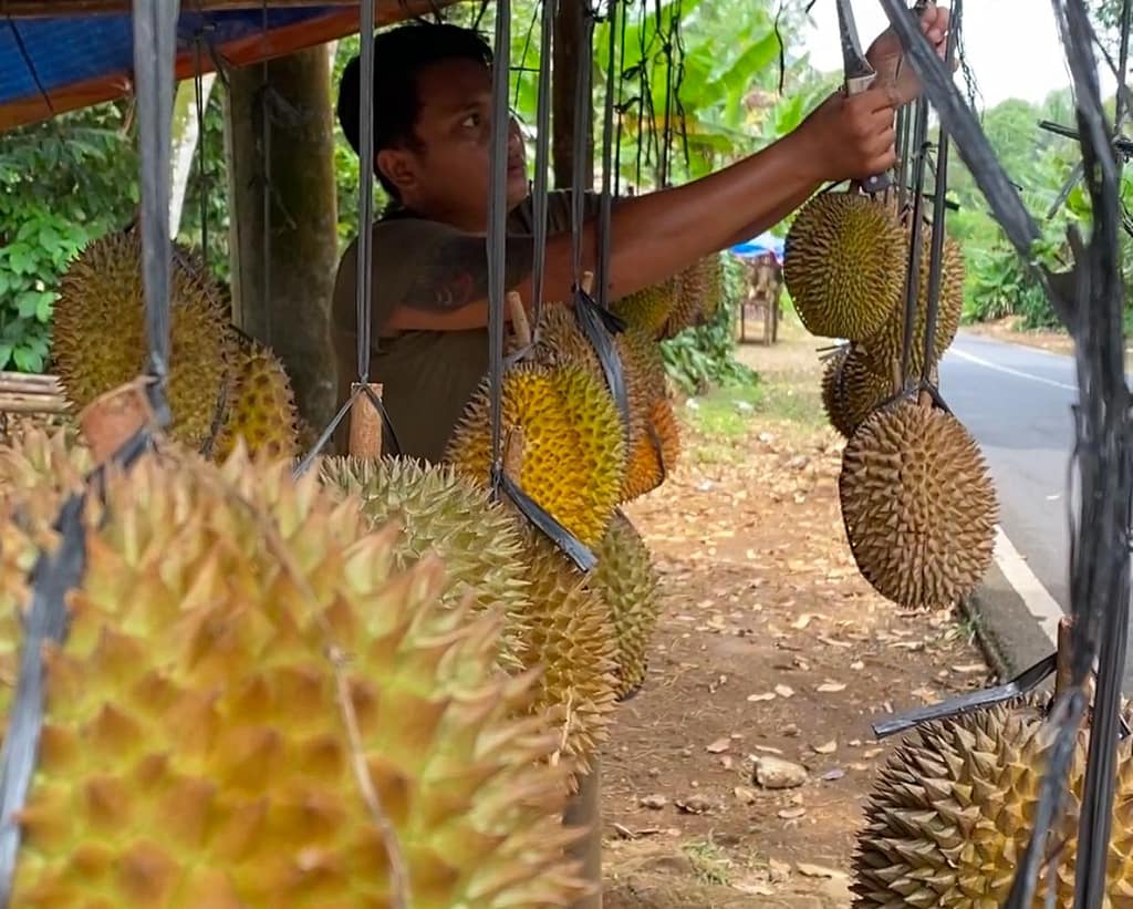 Menikmati Suasana Khas Warung Durian Lokal Baturraden, Namanya Durian Petruk, Rasanya Maknyus (2) Menikmati Suasana Khas Warung Durian Lokal Baturraden, Namanya Durian Petruk, Rasanya Maknyus
